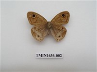 藏品(江崎波眼蝶)的圖片